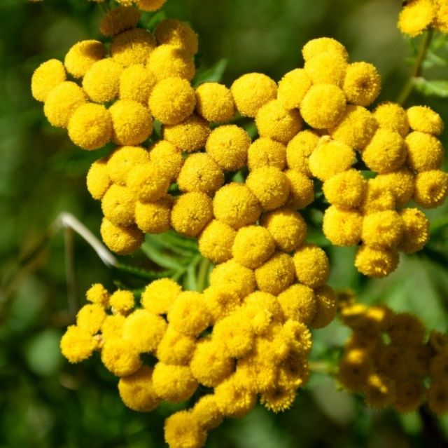 Tanacetum vulgare / Tanaceto